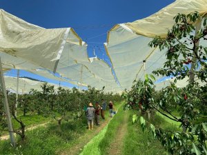 Beykoz’da yerel tarımla elde edilen kirazlar, Beykozluların evlerine dağıtıldı