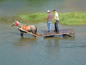 Sıcaktan bunalan atı nehirde serinlettiler