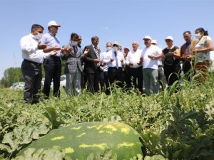 Iğdır’da yaz aylarının vazgeçilmez meyvesi karpuzun hasadına başlandı