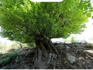 Kulp’ta 410 yıllık kestane ağacı anıt ağaç olarak tescillendi