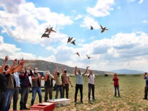 Kayseri’de 550 keklik doğaya salındı