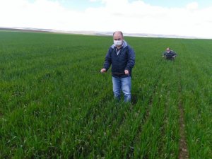 Süne mücadelesi çalışmalarında 20 yılın en düşük değeri gözlemlendi