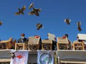 Yozgat’ta üretilen 16 bin 800 keklik doğaya salınıyor