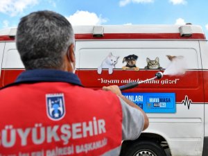 Ankara Büyükşehir Belediyesinden sokak hayvanlarına yeni yaşam alanı