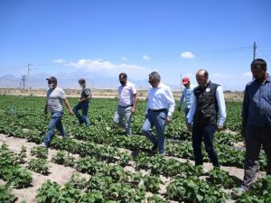 Yerli fasulye tohumu çiftçilerin yüzünü güldürdü