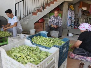 Aydın’da bamya hasadı ile birlikte kesicilerin yoğun mesaisi başladı