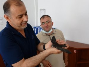 Okul bahçesindeki yaralı ebabil kuşuna öğretmenler sahip çıktı