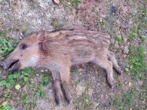 Ayı ve yavruları korkutuyor