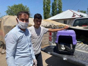 Leylek ve Ebabil kuşu tedavi altına alındı