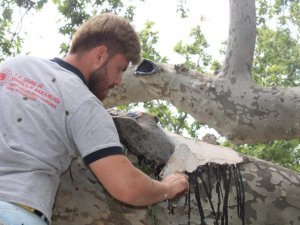 Tekirdağ’daki 32 adet anıt ağaca özel bakım