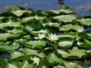 Nilüfer çiçekleri kurtarıldı