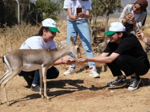 "Expo 2021 Hatay"ın maskotu: Dağ ceylanları