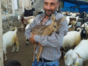 Çoban tarafından bulunan yavru karaca koruma altına alındı