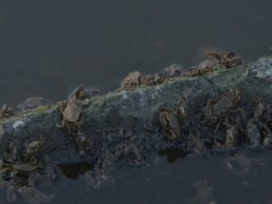 Küçükçekmece Gölü’nde ölü balıklar sahile vurdu