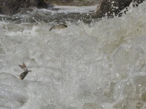 Kars’ta tatlı su kefallerinin zorlu yolculuğu