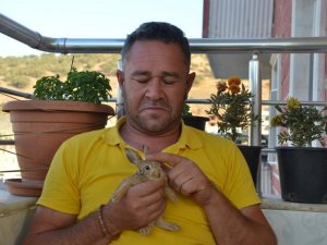 Alevlerin arasından kaçan yavru tavşanı hayata tutundurdu