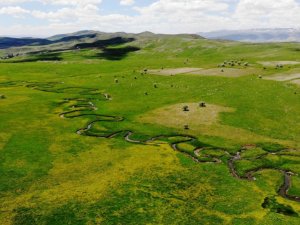 Sarı çiçeklerin arasındaki menderesler hayran bırakıyor