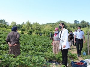 Keles’teki çilek hasadına Kaymakam eli değdi