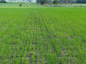 Bafra çeltik üretiminde Türkiye’de 2. sırada