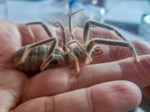Hakkari’de yeni böğü böceği türü keşfedildi
