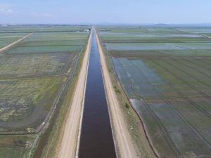 Ergene Ovasında çeltik üretimi ekonomiye katkı sağlanıyor