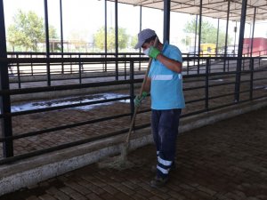 Efeler Belediyesi kurban pazarlarını bayrama hazırlıyor