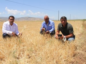 Kuraklıktan dolayı büyümeyen ekinler biçilemiyor