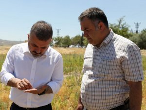 Başkan Ercan, biçerdövere binerek ekin biçti