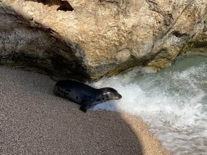 Akdeniz fokunun dalgalar arasındaki oyunu