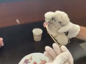 Yavru Kerkenezin beslenme anı kamerada