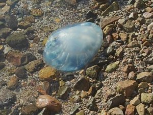 Bodrum’da 5 kiloluk denizanası sahile vurdu