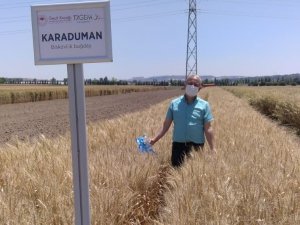 Bisküvilik buğday çeşit adayı tescil edildi