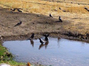 Sıcaktan bunalan güvercinler göletlerde serinledi