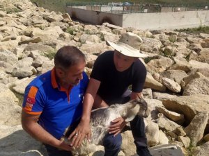 Kayalar arasına düşerek mahsur kalan keçiyi AFAD kurtardı