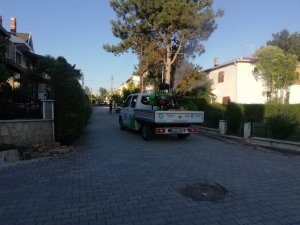 Süleymanpaşa’da vektör ve uçkun mücadelesi titizlikle sürdürülüyor