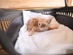 Sokak hayvanları İstanbul’a gönderildi