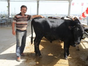 Gölbaşı kurban satış ve kesim yerine kurbanlıklar gelmeye başladı