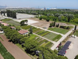 Samsun yılda 134 türde 10 milyon fidan üreterek Türkiye’yi yeşillendiriyor