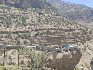 Ayılar arılarını telef edince çözümü kovanları çıkılması imkansız kayaların üzerine yerleştirmekte buldular