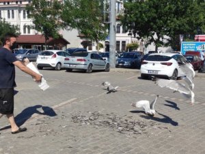 Müsilaj en çok martılara yaradı