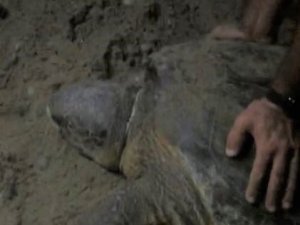 Boynuna ip dolanan caretta caretta’yı cam parçası ile kurtardılar