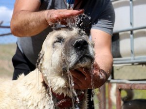 Kangalların soğuk duş keyfi