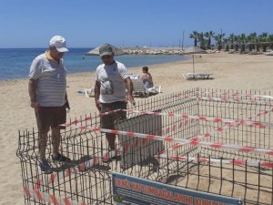 Didim’de 1 yıl aradan sonra Carettalar yumurta bıraktı