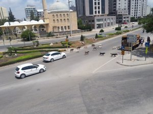 Sokak köpekleri Adana sokaklarında sürü halinde geziyor