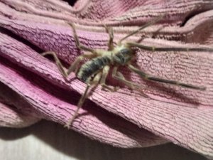 Kütahya’da ’Sarıkız’ tedirginliği