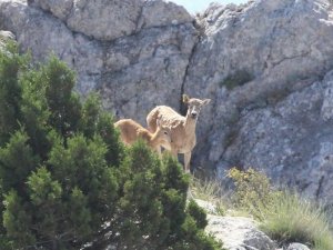 Anadolu yaban koyunlarının ilk yavruları hayata merhaba dedi