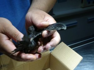 Ebabil kuşu Antalya sıcağına dayanamadı