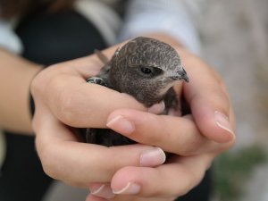 Serçe sandı ebabil kuşu çıktı