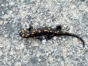 Osmaniye’de nesli tehdit altındaki ’sarı benekli semender’ görüntülendi