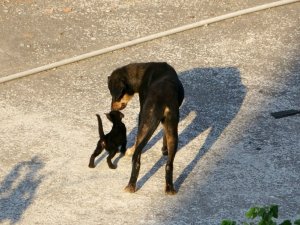Yavru kedi ile köpeğin gülümseten dostluğu